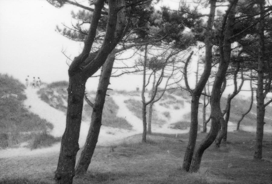 1955 - Wald