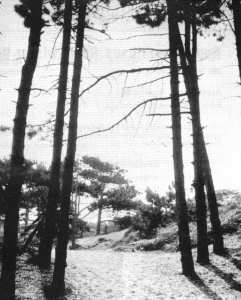 Inselwald