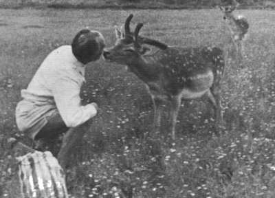 Damwild