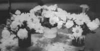 Blumen
