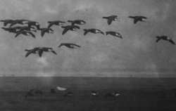 Gänse