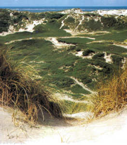 Dünen