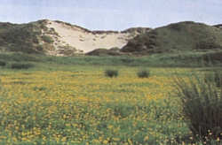 Dünen