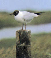 Lachmöwe