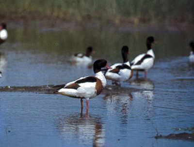 Enten